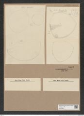 Stictodiscus sp. (de-Toni-Nr.: Genus 205) Zeichnungen Sammlung Grunow Nr. 9073 (NHMW-BOT-W0378823)